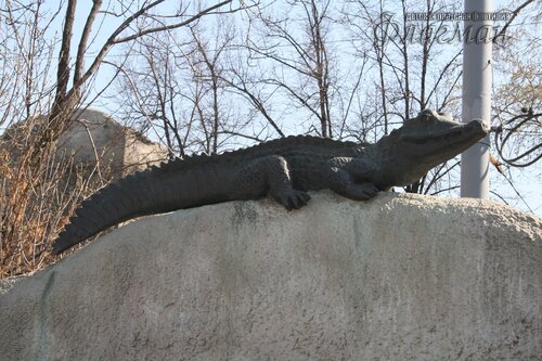 IMG_0532_r